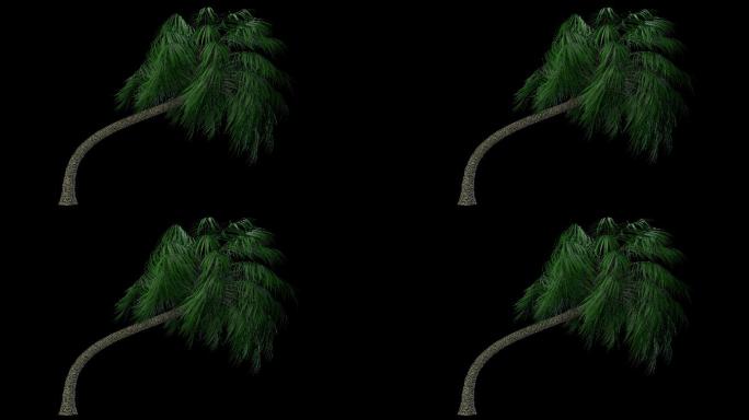 椰子树02