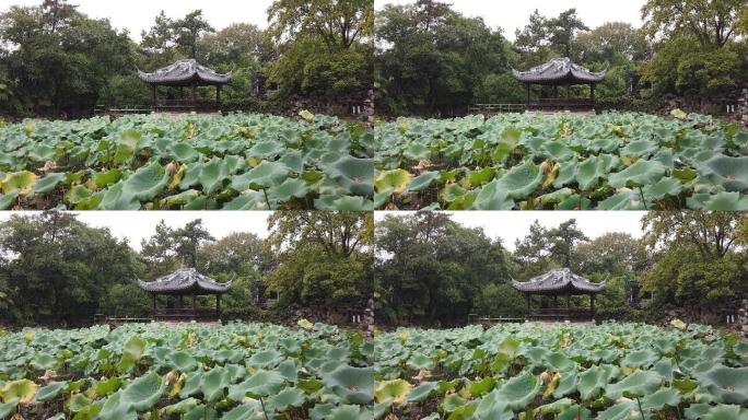 无锡蠡园荷塘下雨