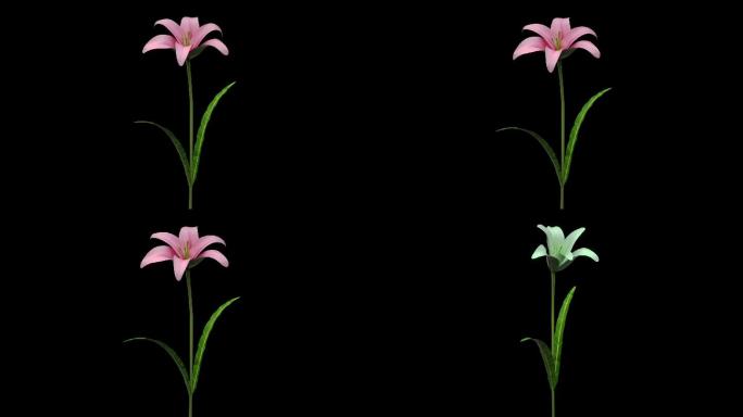 两个百合开花动画花朵开放素材