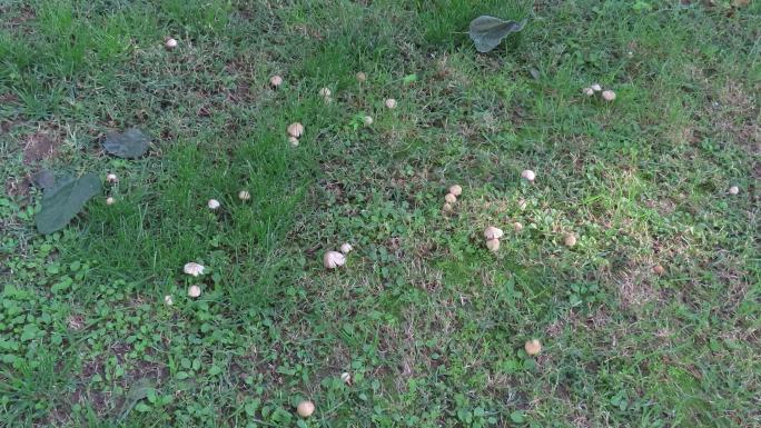 草地蘑菇