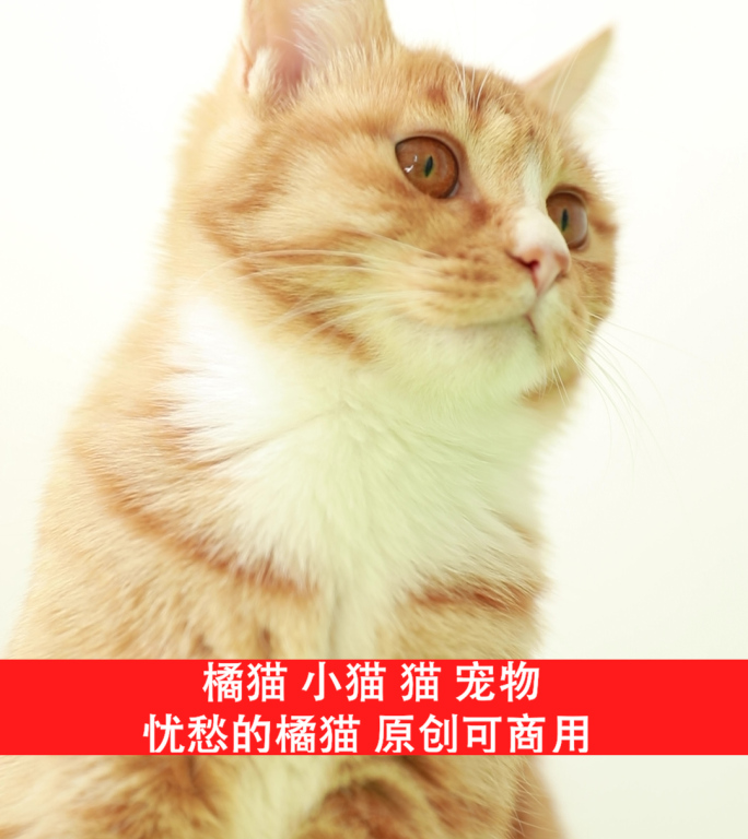 竖屏大橘猫生活状态