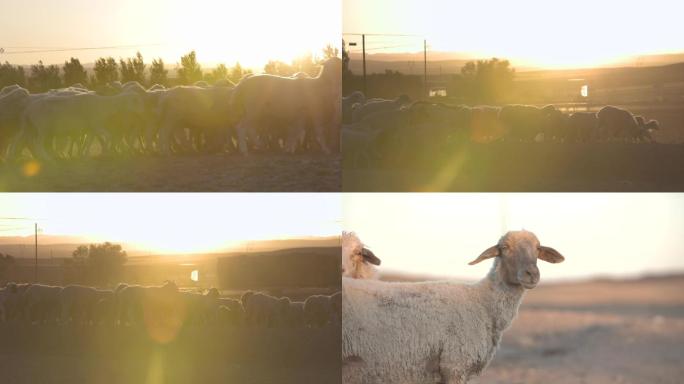 夕阳与羊群逆光拍摄