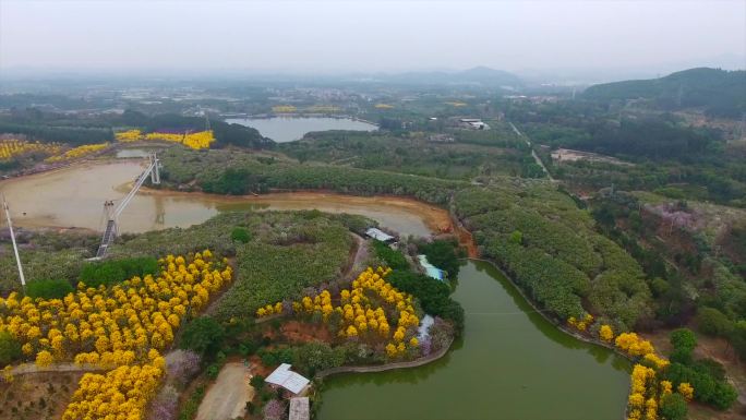 广州花都花海