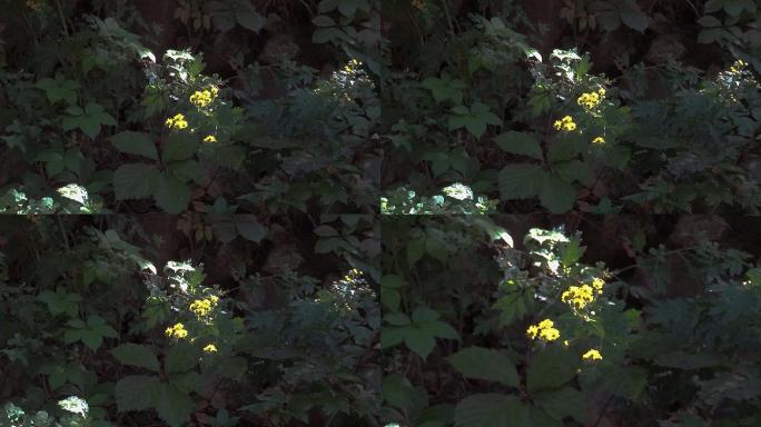 阳光照在林下野菊上