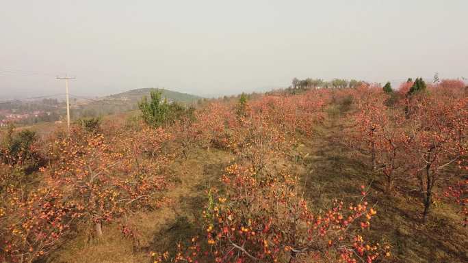 航拍柿子林沂蒙山红柿子