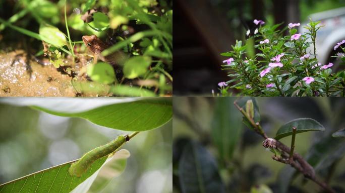 蝴蝶及昆虫吃树叶实拍素材1080p