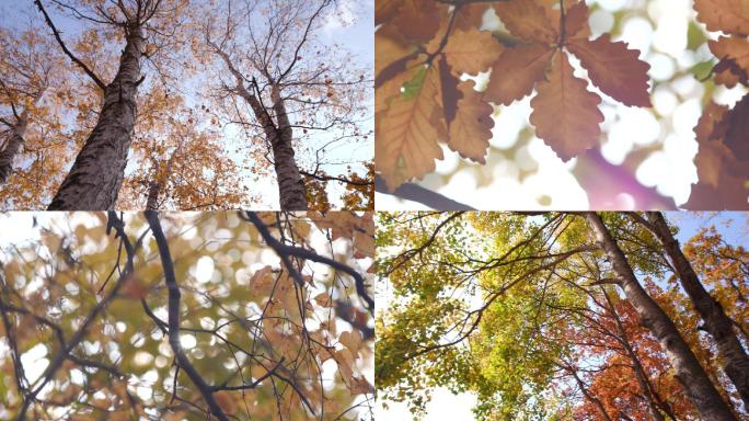 【唯美4K】秋景-红叶-黄叶
