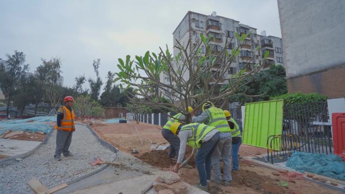 城市建设深圳建设小公园移栽树木填土