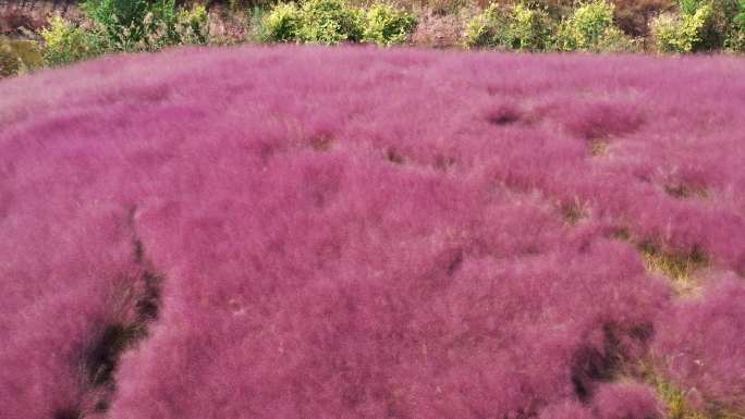 青岛羊毛沟粉黛乱子草花海航拍4K视频