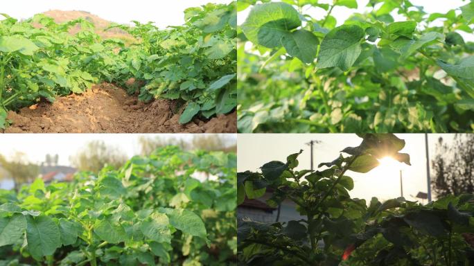 4K原创农产品土豆种植土豆地绿色环保