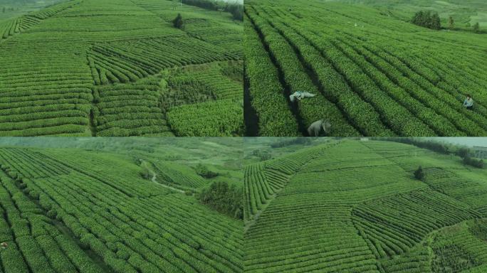 采茶茶山茶园