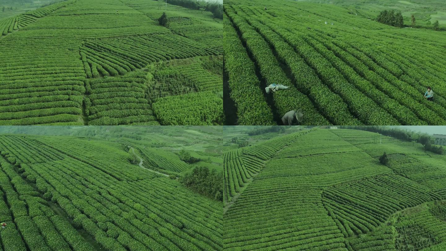 采茶茶山茶园