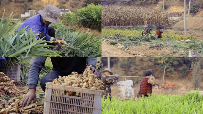 姜地特写刨姜收获割姜抬姜运姜丰收喜悦