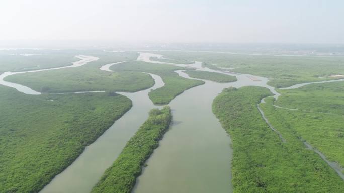 4k航拍红树林热带生态湿地