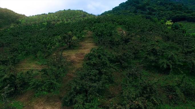 航拍南果梨南果梨采摘南果梨