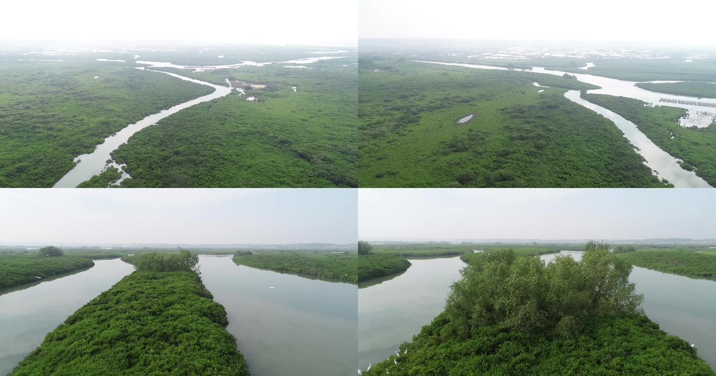 4k航拍红树林生态湿地