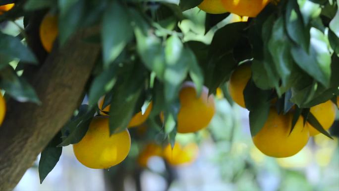 橘子大棚种植