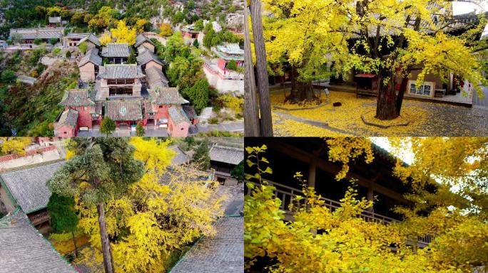 山西省晋城市珏山青莲寺银杏树