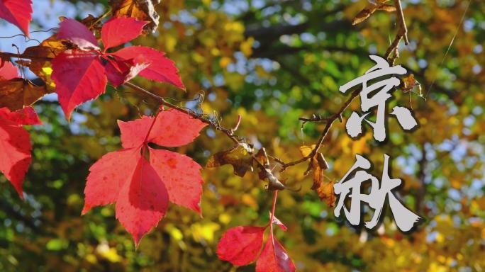 【4K】北京的秋天奥森公园红叶黄叶