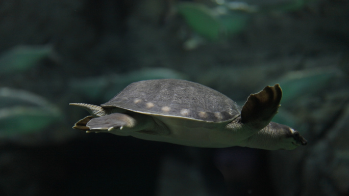 海河中水龟与陆龟
