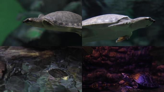 海河中水龟与陆龟
