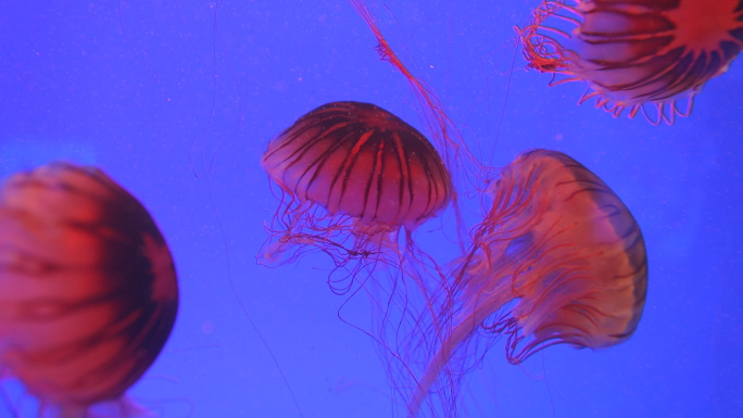 大海中的水母透明的水母