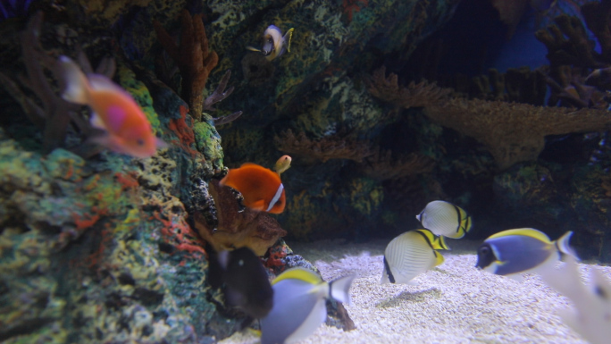 海底世界观赏鱼