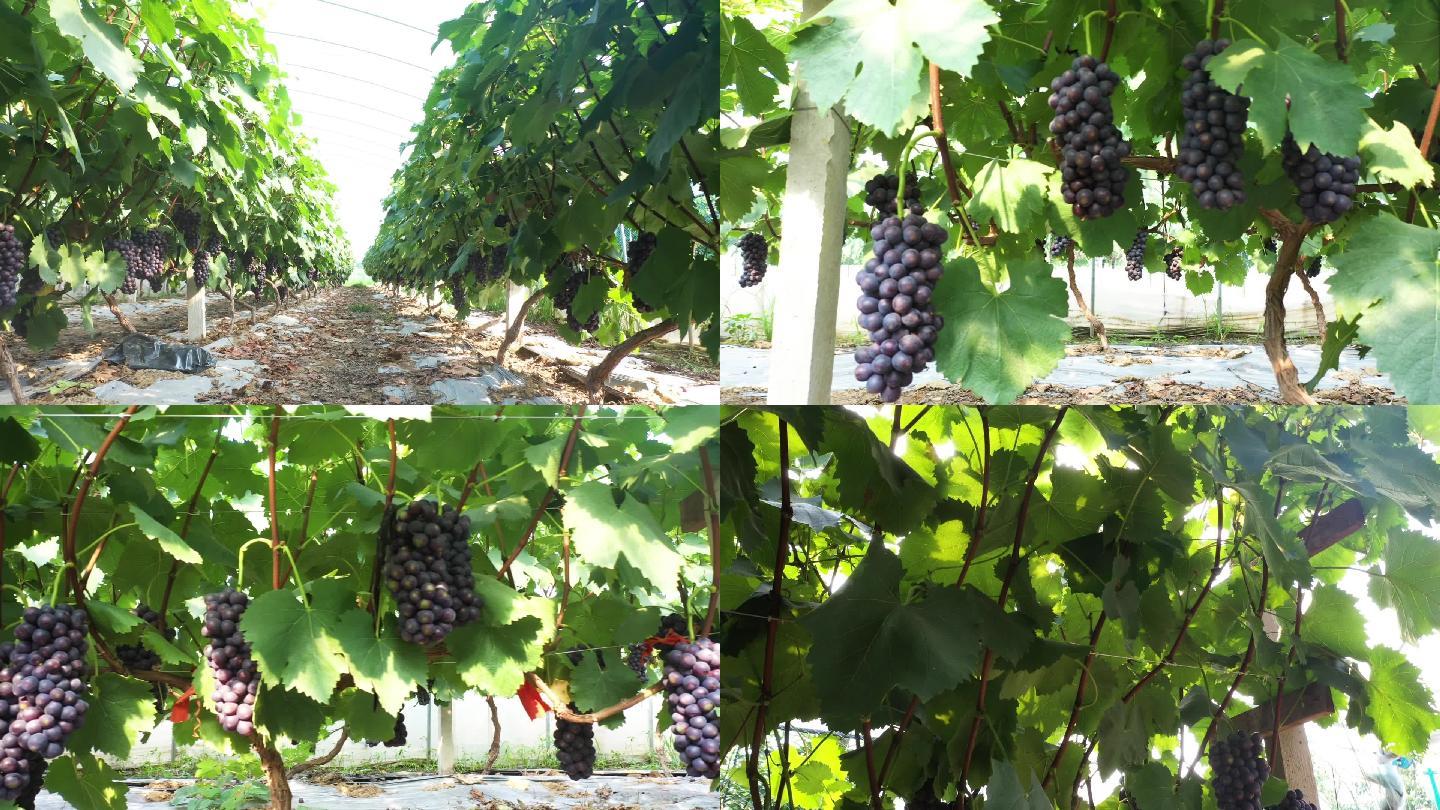 葡萄种植园新疆葡萄阳光种植葡萄