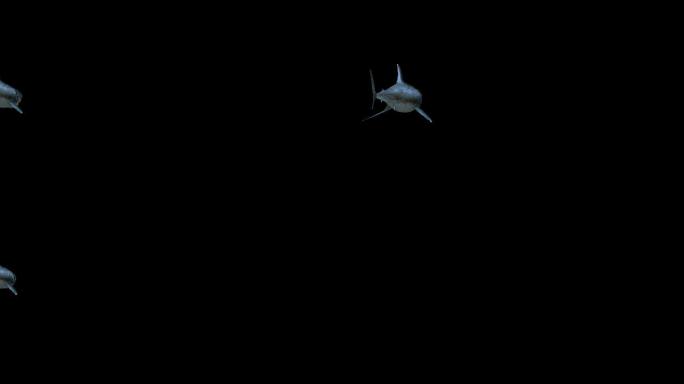 3D影视级全息鲨鱼大白鲨海底鲨鱼