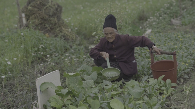 农民菜园菜地种地种菜SLOG