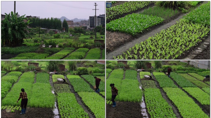 农村乡下生活种地种菜