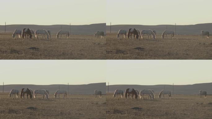 内蒙古草原上吃草的蒙古马高清4K