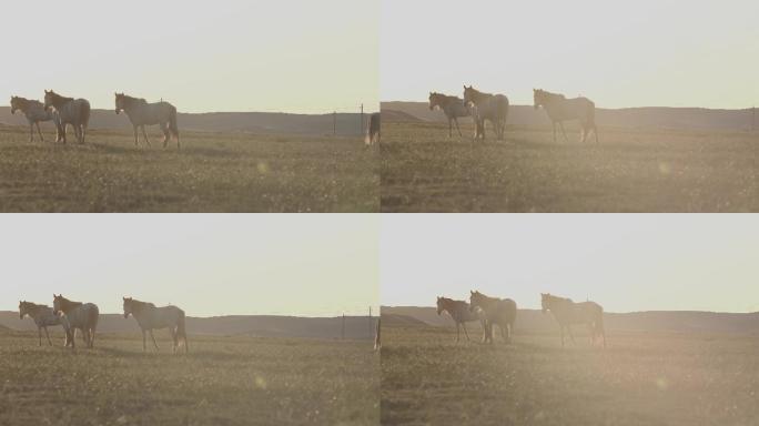 内蒙古草原上吃草的蒙古马群高清4K