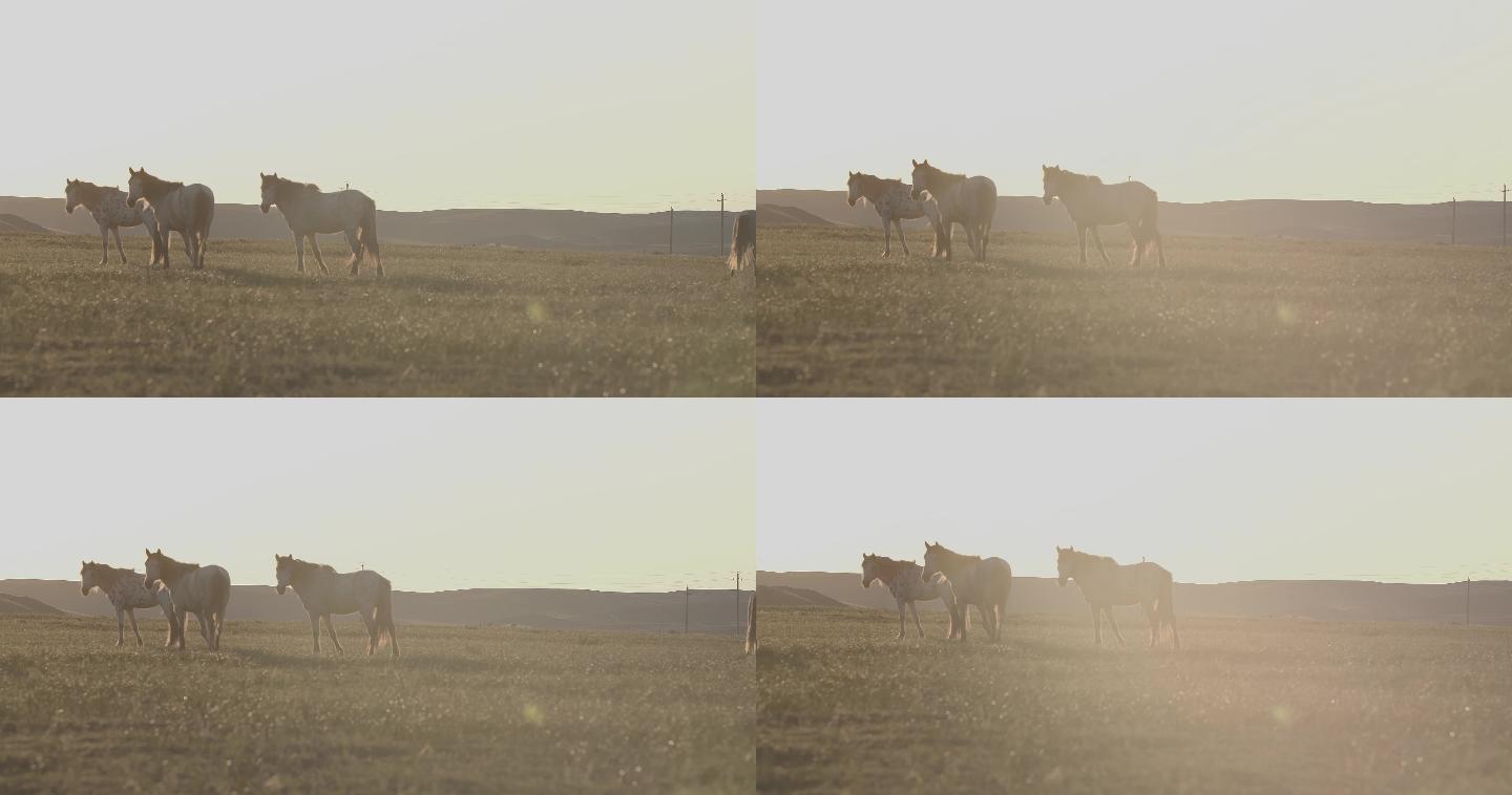 内蒙古草原上吃草的蒙古马群高清4K