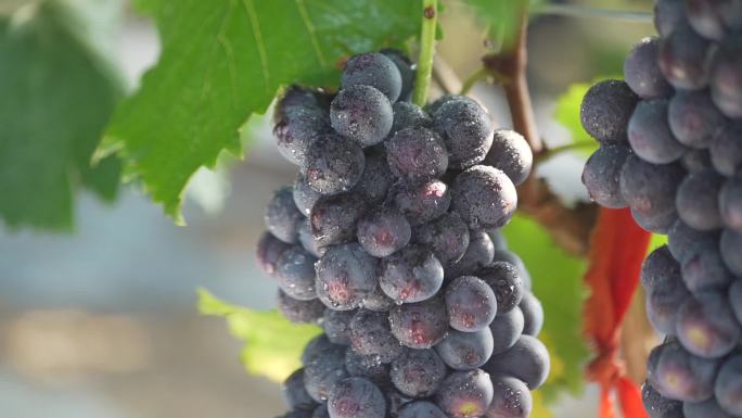 中国葡萄生长过程采摘葡萄种植葡萄