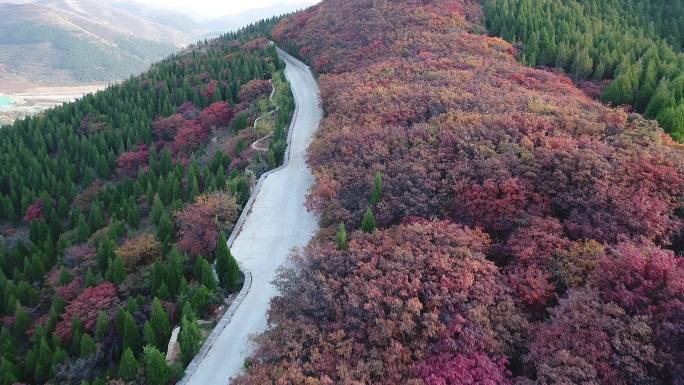 济南南部山区蚰蜒山红叶航拍