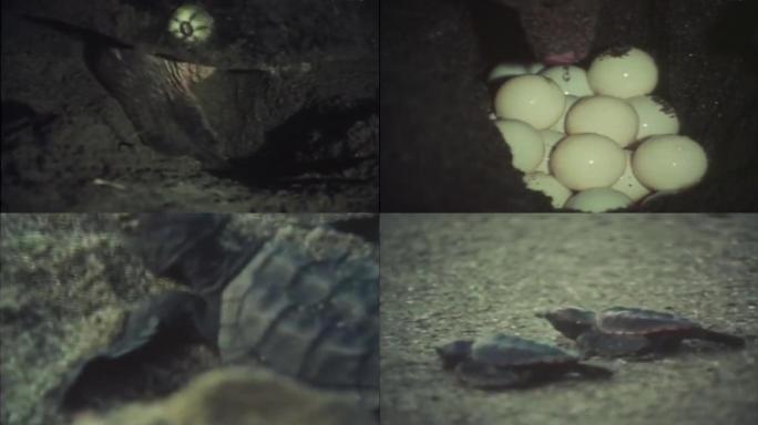 上世纪海龟研究、海龟产卵