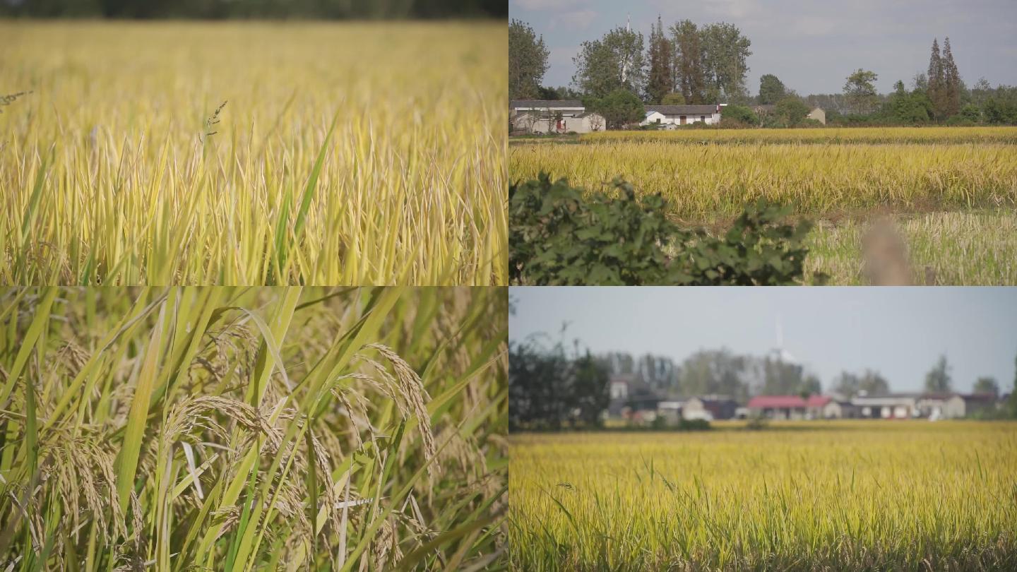 一颗颗金灿灿饱满的稻子