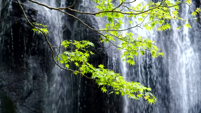 4k瀑布河流小溪森林自然风景水资源