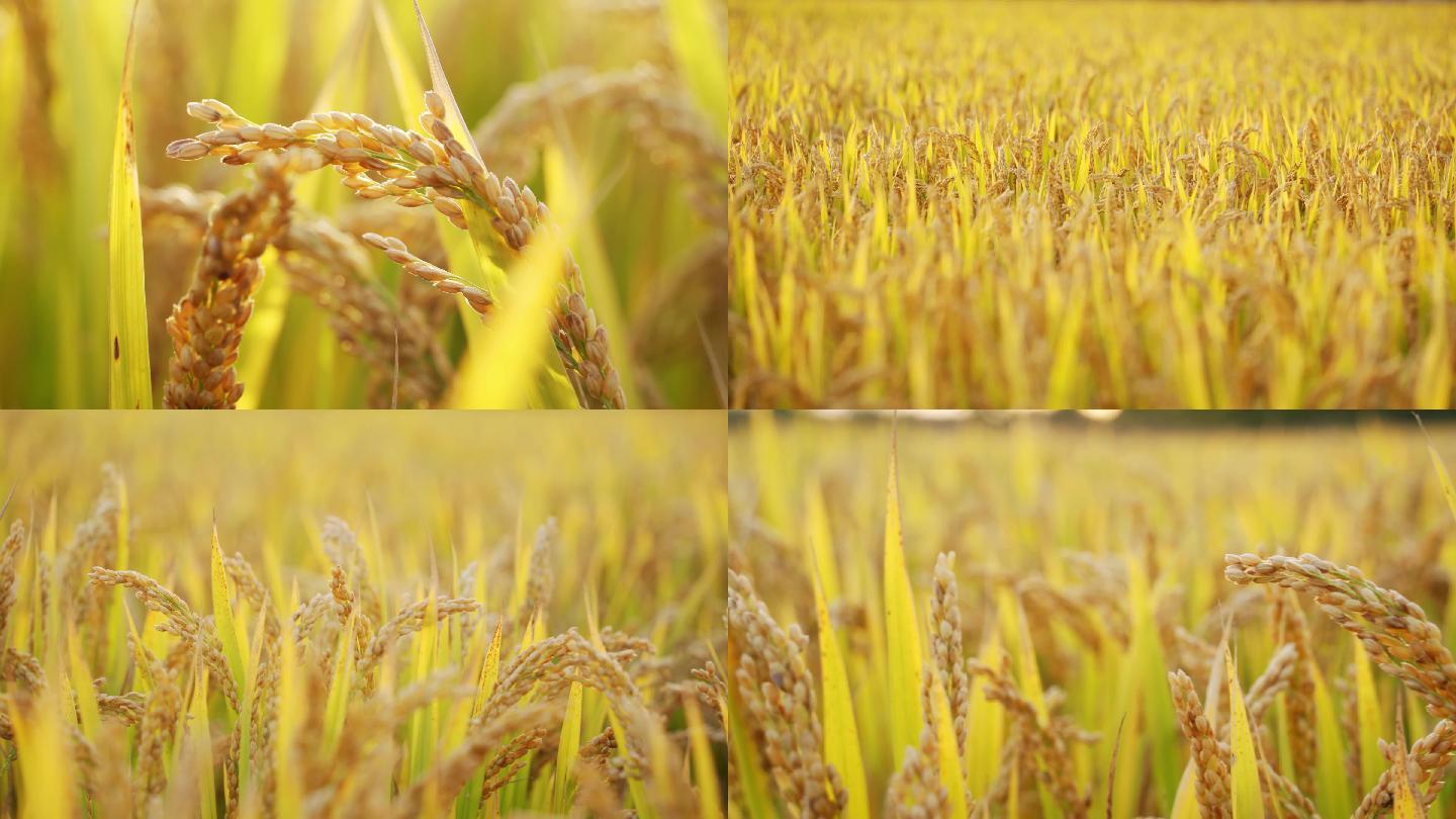 【4K】逆光唯美农场成熟水稻