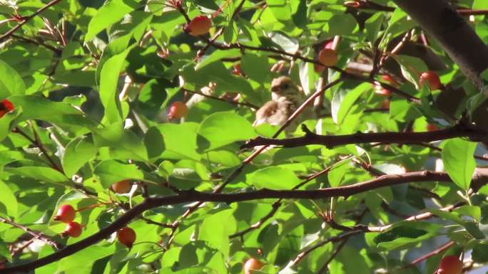 海棠树上小麻雀