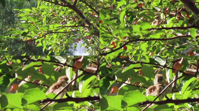 海棠树上小麻雀