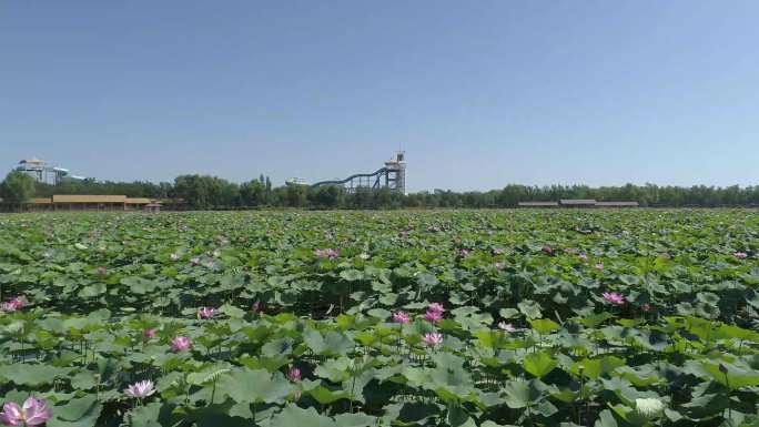 银川鸣翠湖万亩荷花湿地自然生态4K航拍