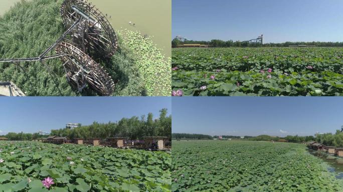 银川鸣翠湖万亩荷花湿地自然生态4K航拍