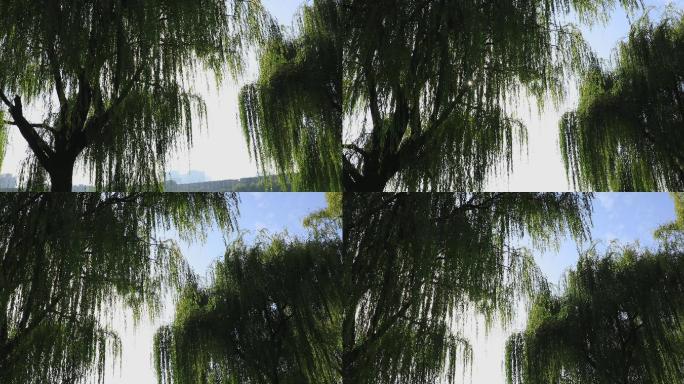 4K清晨湖边的大柳树