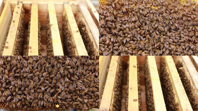 蜜蜂和蜂箱里的蜜蜂