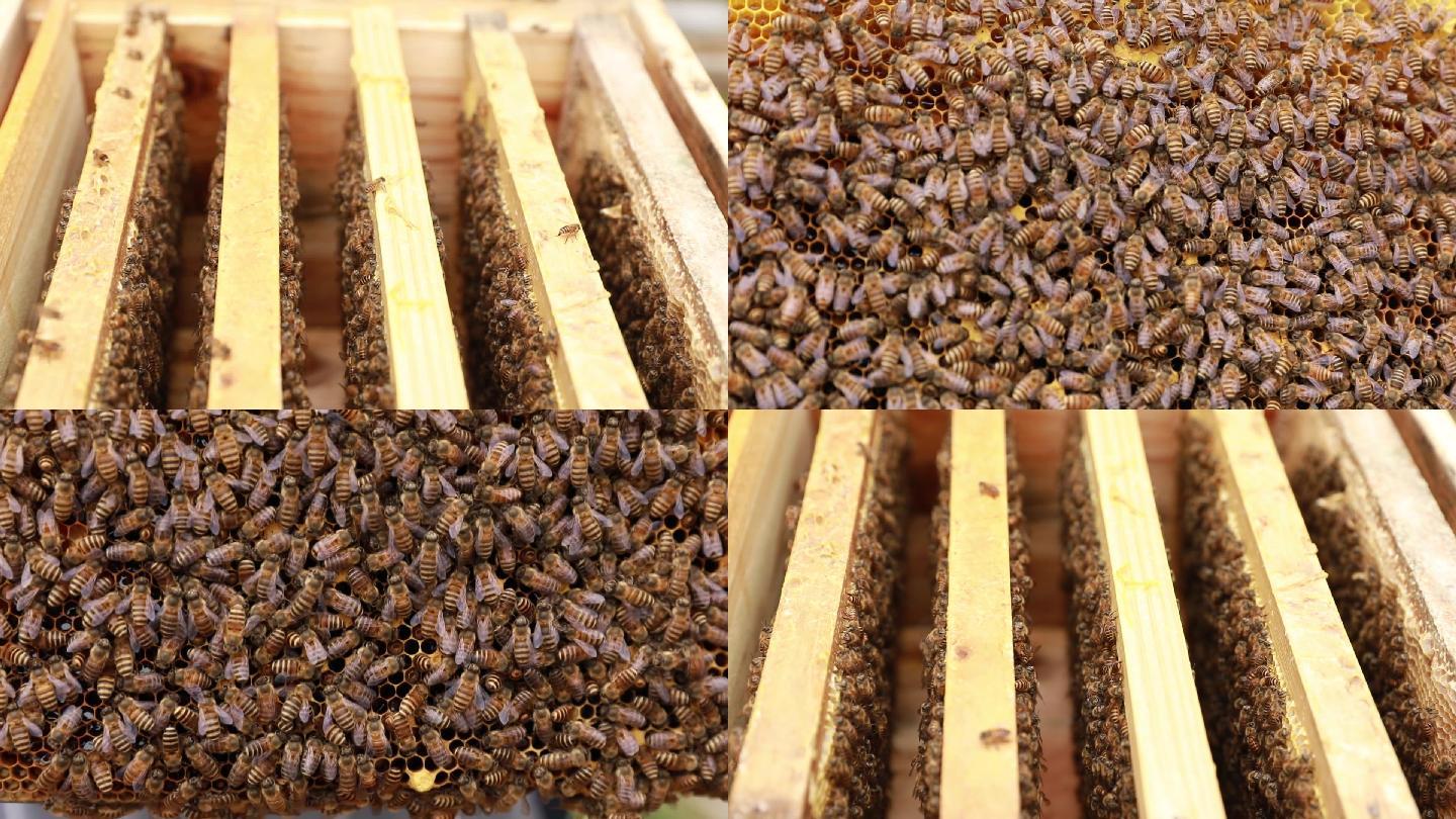 蜜蜂和蜂箱里的蜜蜂