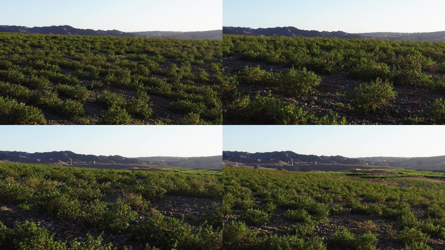 金银花种植基地