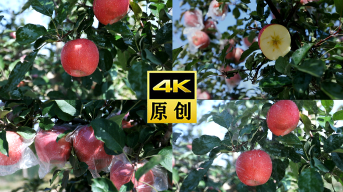 苹果-丑苹果-红富士苹果-果子-农业