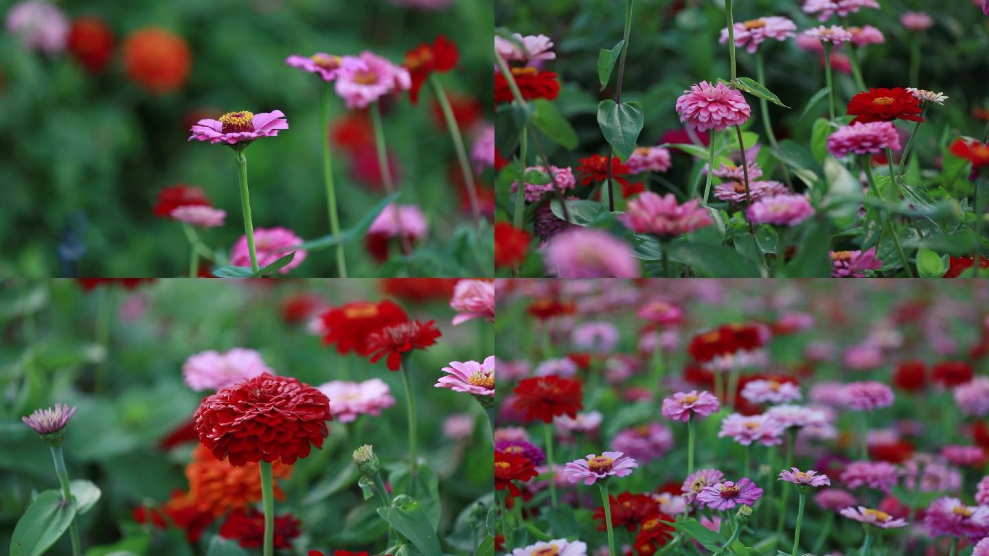 花海波斯菊鲜花花